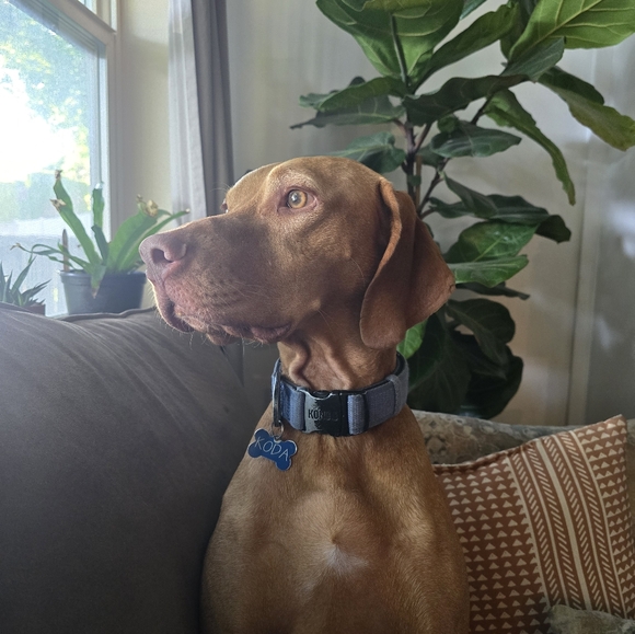 Meet your Posher, Sarah - Picture 1 of 1